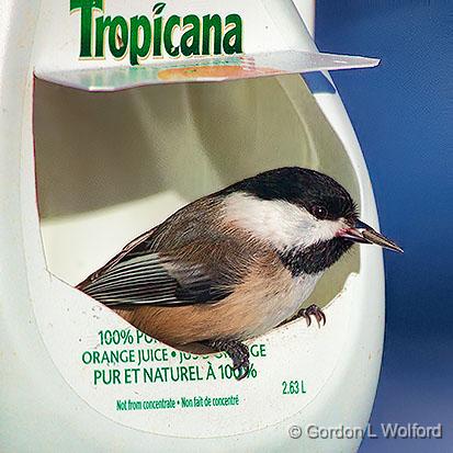 Tropicana Chickadee_28441.jpg - Black-capped Chickadee (Poecile atricapillus) photographed at Ottawa, Ontario, Canada.